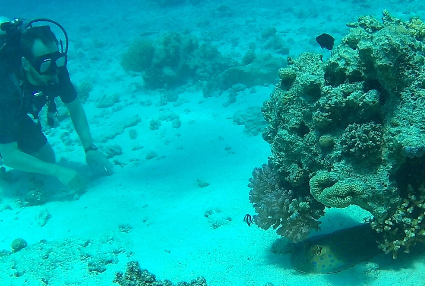 Punaisenmeren koralleille pääsee sukeltamaan hyvinkin edullisesti, varsinkin jos hallitsee tinkimisen jalon taidon